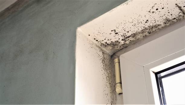 Best Comprehensive Air Testing for Mold Contaminants  in Lake Secession, SC