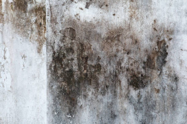 Best Mold-Related Health Consultation  in Lake Secession, SC
