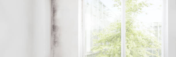 Reliable Lake Secession, SC Mold Removal Solutions