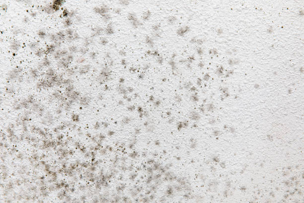 Best Emergency Mold Remediation  in Lake Secession, SC
